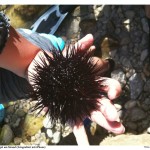Seeigel am Strand - Foto: Thomas Gotthal (2009) Seeigel am Strand - Foto: Thomas Gotthal (2009)