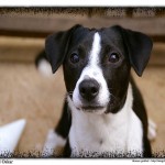 Hund Oskar
