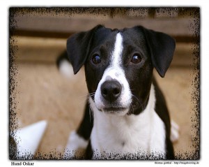 Hund Oskar