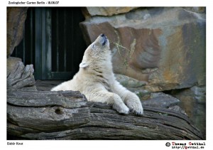 Eisbär Knut