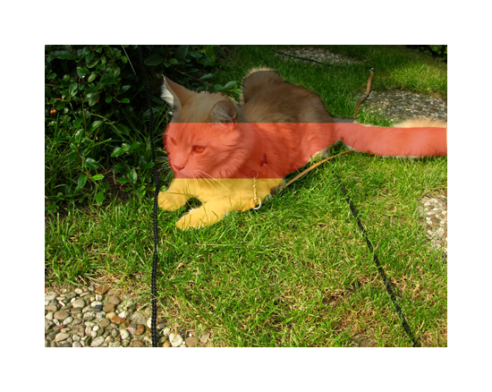 Hauskatze (Trikolore) - Maine Coone Hauskatze (Trilkolore) - Maine Coone