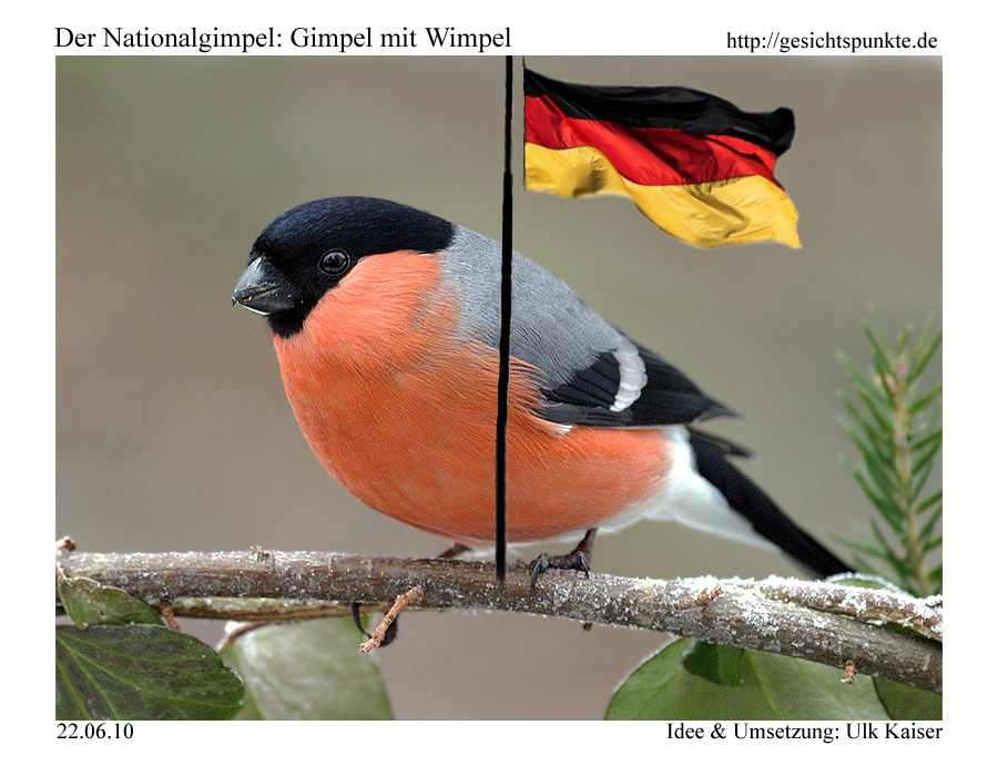 Nationalgimpel (Quelle: Ulk Kaiser) Nationalgimpel (Quelle: Ulk Kaiser)