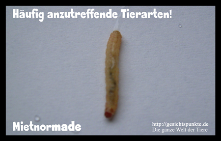 Häufig anzutreffende Tierarten: Die Mietnormade