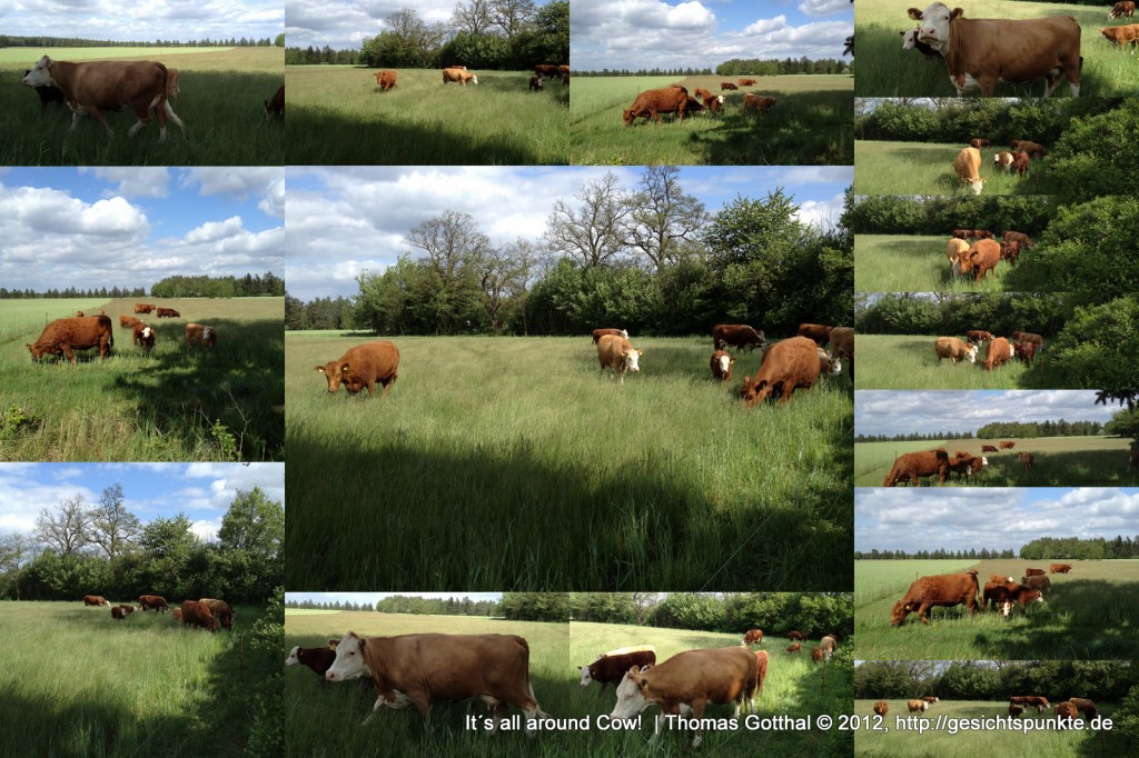 It´s all around Cow! (Collage, Rheinsberger Seen, Mai 2012)