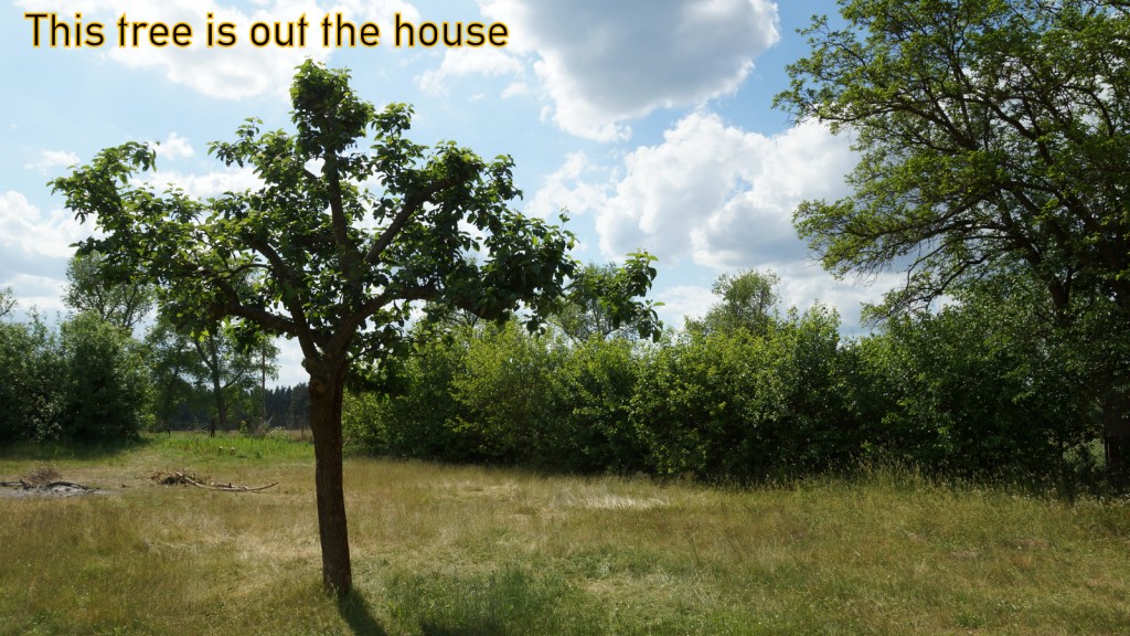 Kollegenzitat: Man sieht es ihm nicht an, aber auch dieser wunderschöne Baum wird „verwaltet“!