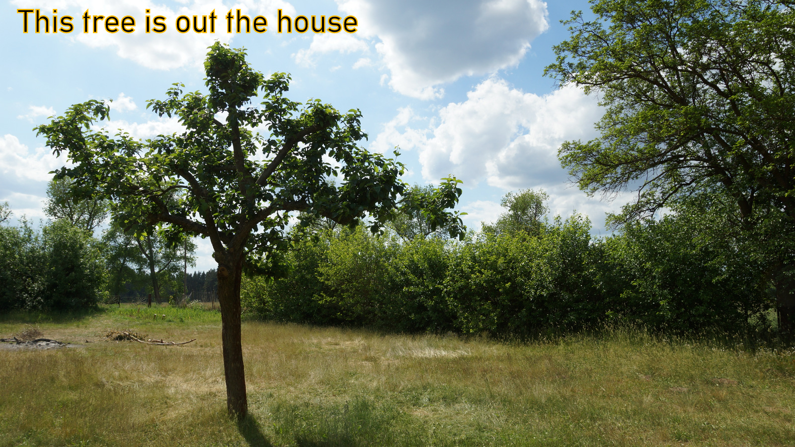 The Tree is out the house....Kollegenzitat: Man sieht es ihm nicht an, aber auch dieser wunderschöne Baum wird „verwaltet“!