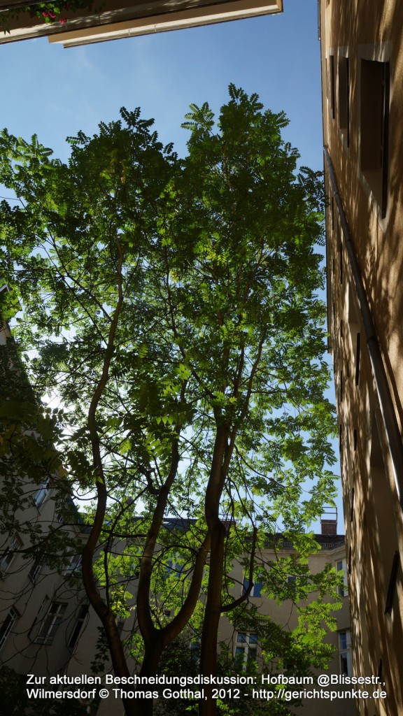 Zur aktuellen Beschneidungsdiskussion: Hofbaum @Blissestr., Wilmersdorf Zur aktuellen Beschneidungsdiskussion: Hofbaum @Blissestr., Wilmersdorf