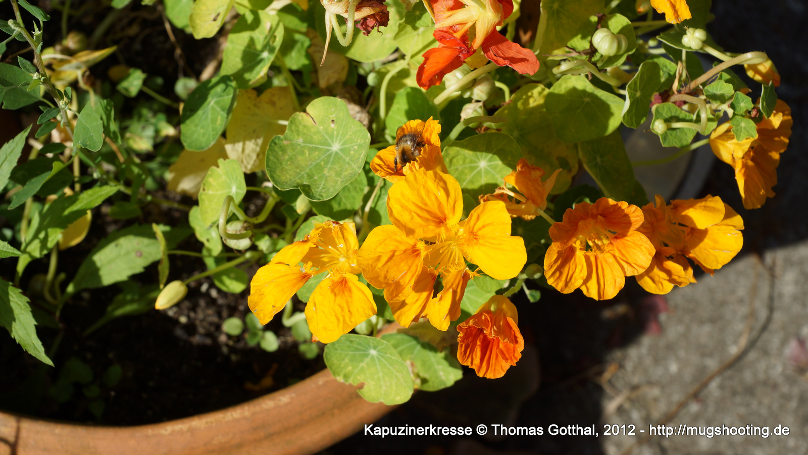 Sommerblume: Kapuzinerkresse