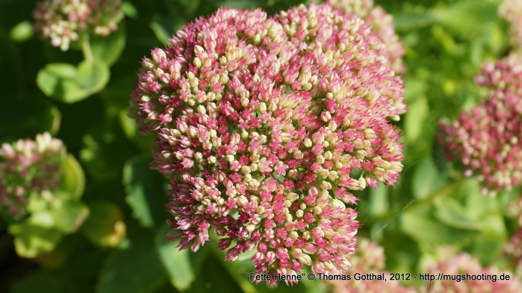 Sommerblume: Fette Henne Sommerblume: Fette Henne