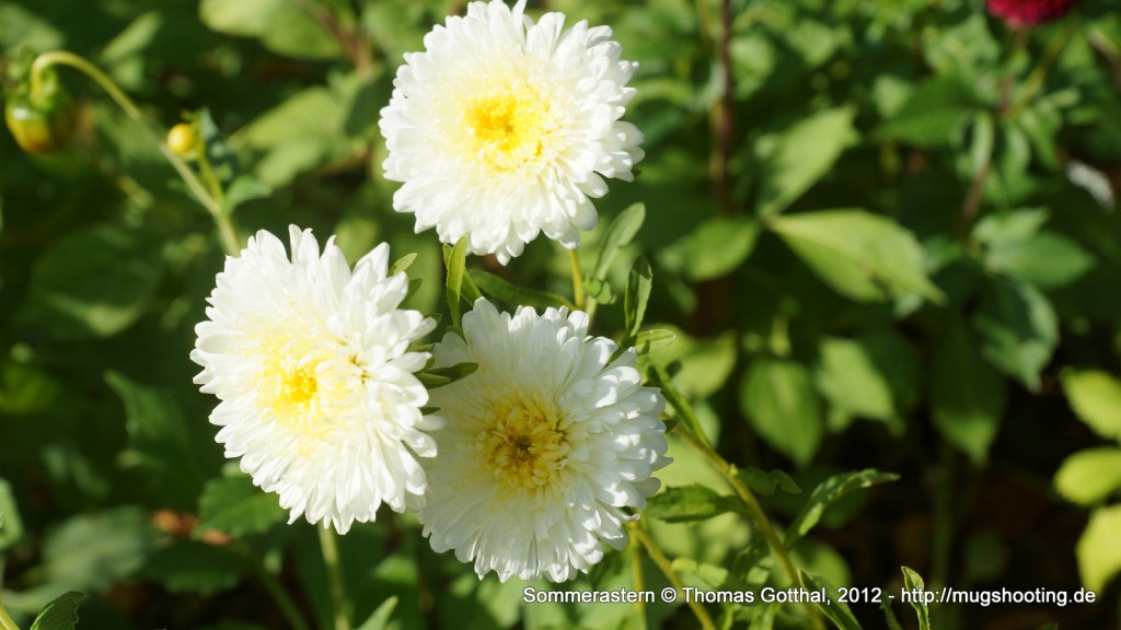 Sommerblume: Sommerastern Sommerblume: Sommerastern
