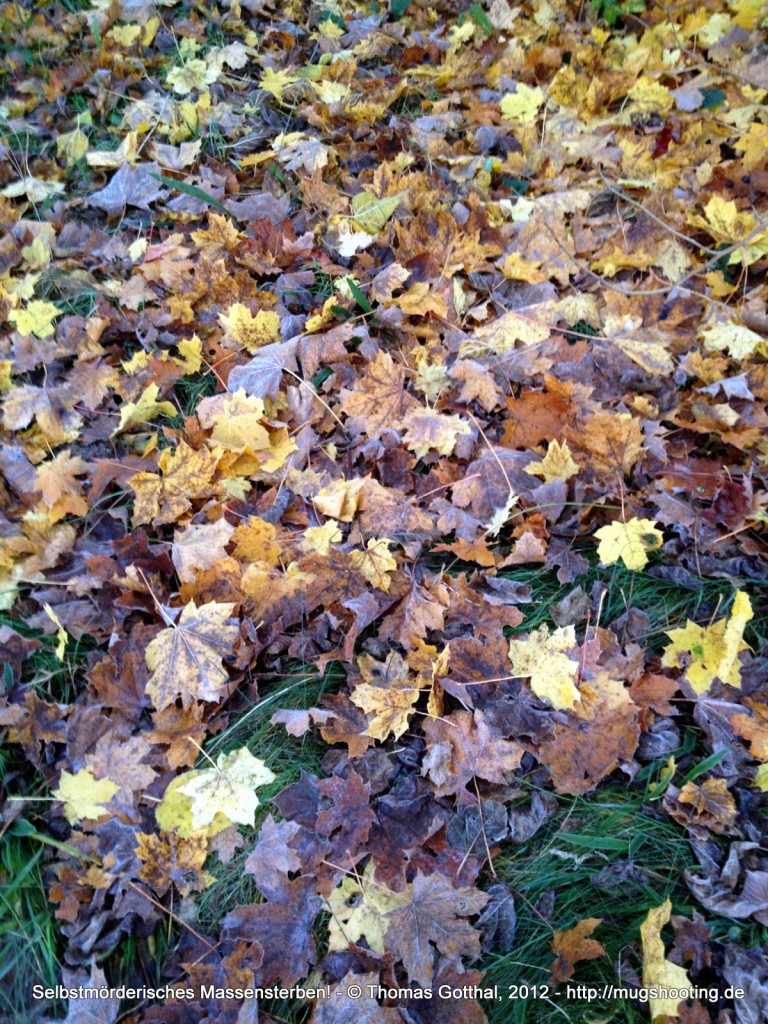 Selbstmörderisches Massensterben! Herbstlaub