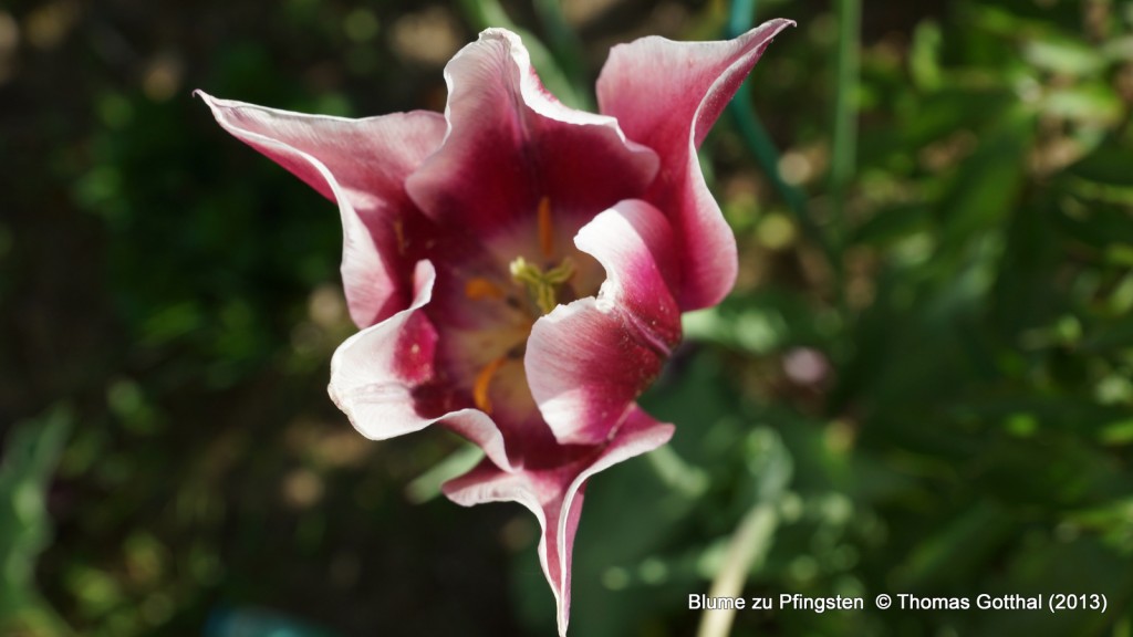 Blume zu Pfingsten