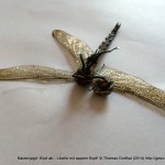 Fotoserie: Katzenopfer Prachtlibelle