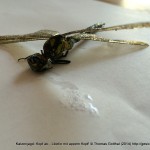 Fotoserie: Katzenopfer Prachtlibelle