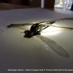 Fotoserie: Katzenopfer Prachtlibelle