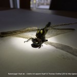 Fotoserie: Katzenopfer Prachtlibelle