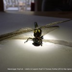 Fotoserie: Katzenopfer Prachtlibelle
