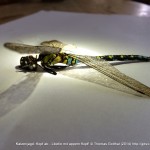 Fotoserie: Katzenopfer Prachtlibelle