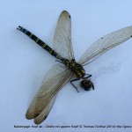 Fotoserie: Katzenopfer Prachtlibelle