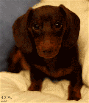 Dackel, Hund (gif)