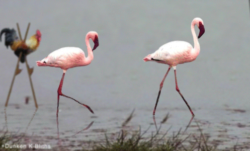 Flamingo + Hahn (gif)
