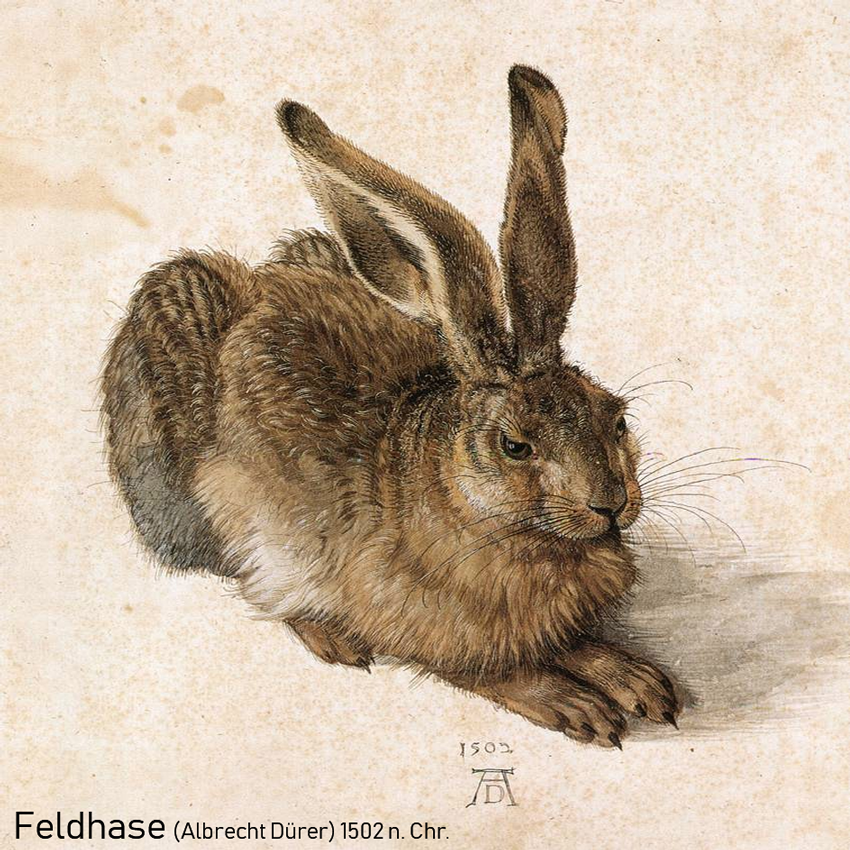Feldhase - by Albrecht Dürer (1502 n. Chr.)