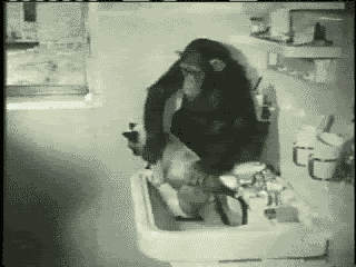#Katze #Affe #Reinigung (gif/ani)