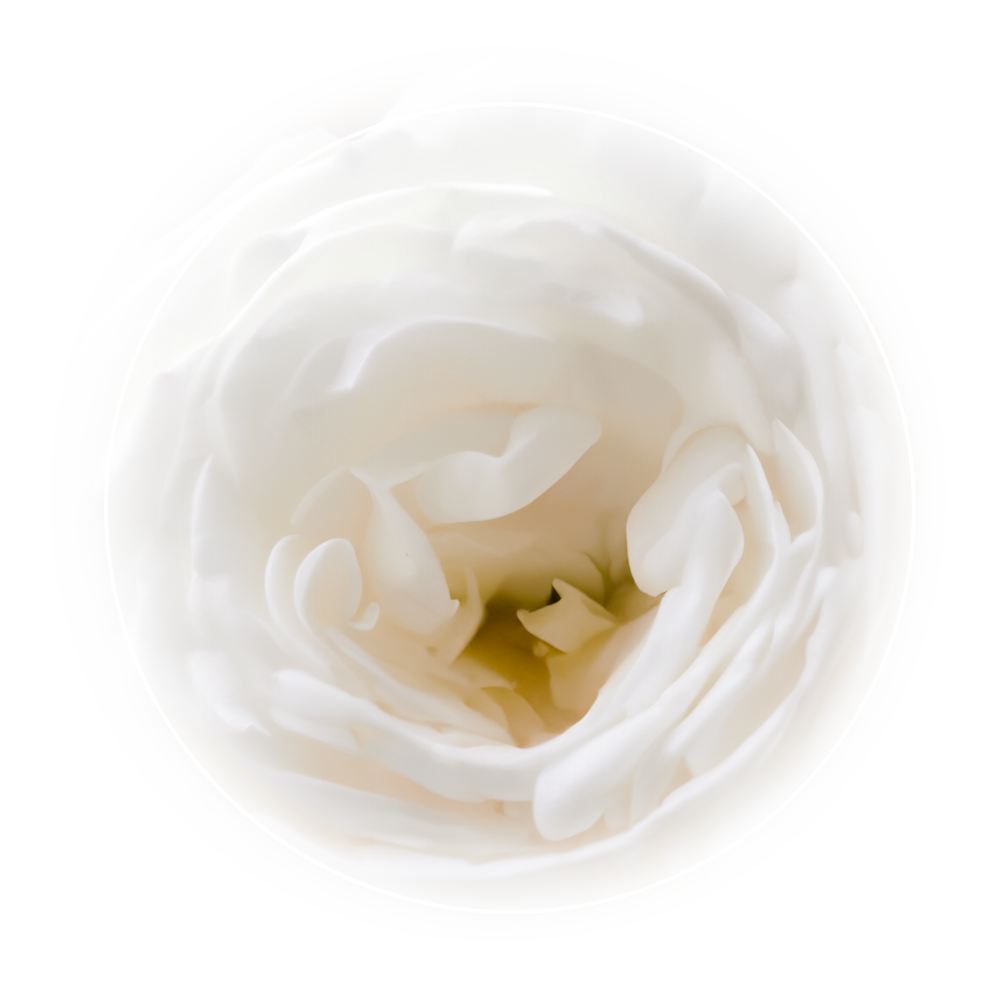 White Tulip Watermark #Whitetulip 1000 Pixel